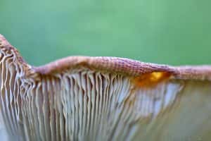 Fungus in Aqua