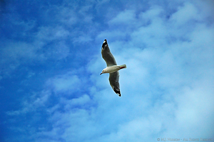 Gull against Sky