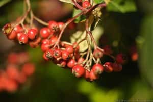 Hedgerow Berries
