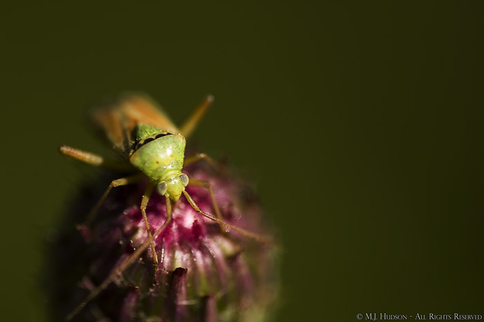 Thistle Bug