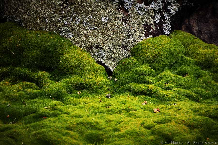 Moss v Lichen