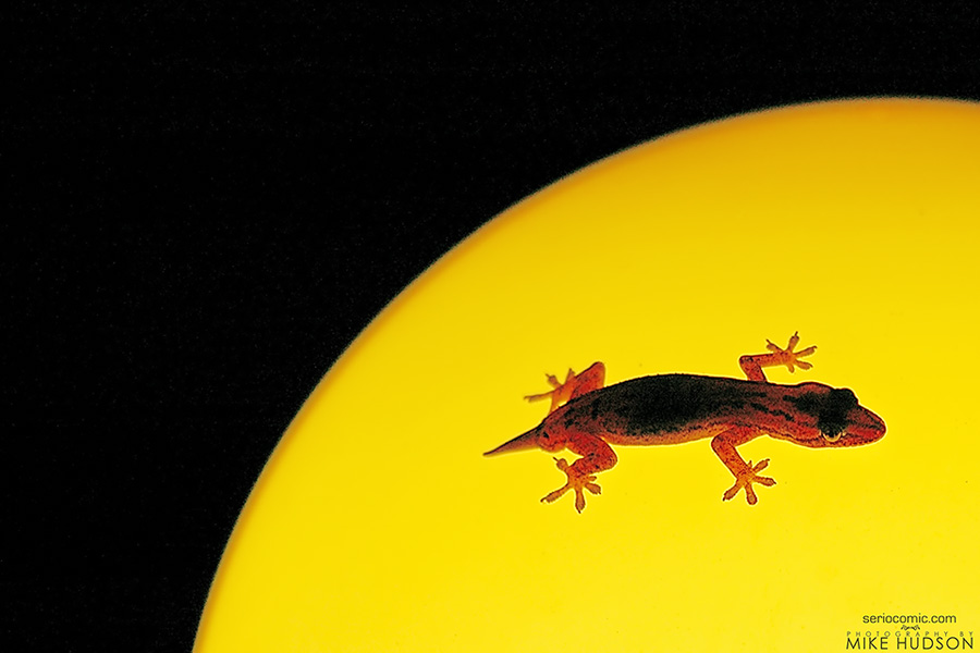 Illuminated Gecko