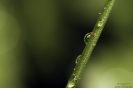 Green Droplets #1