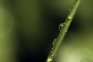 Green Droplets #1