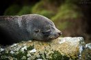 Seal Snooze